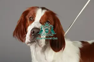 Crufts 2013 Prints: Crufts 2013, nick ridley, stock images, KCPL, KCPL_Stock, March 2013, Irish Red