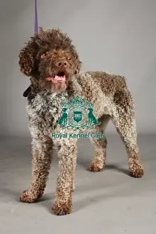 Crufts 2013, nick ridley, stock images, KCPL, KCPL_Stock, March 2013, lagotto romagnolo