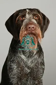 Crufts 2013, nick ridley, stock images, KCPL, KCPL_Stock, March 2013, German Wirehaired