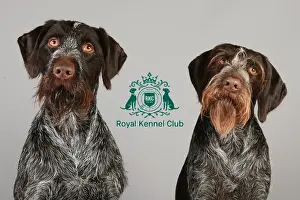 Crufts 2013, nick ridley, stock images, KCPL, KCPL_Stock, March 2013, German Wirehaired