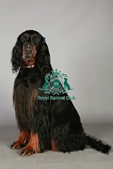 Crufts 2013, nick ridley, stock images, KCPL, KCPL_Stock, March 2013, Gordon Setter