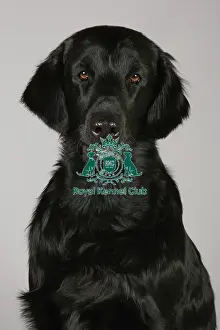 Crufts 2013, nick ridley, stock images, KCPL, KCPL_Stock, March 2013, Retriever