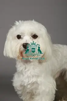 Crufts 2013, nick ridley, stock images, KCPL, KCPL_Stock, March 2013, Maltese