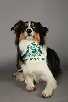 Crufts 2013, nick ridley, stock images, KCPL, KCPL_Stock, March 2013, Border Collie