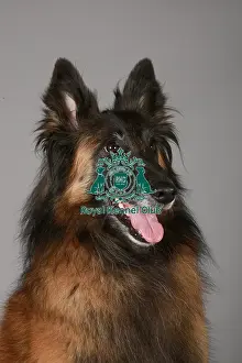 Crufts 2013, nick ridley, stock images, KCPL, KCPL_Stock, March 2013, Belgian Shepherd