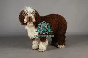 Crufts 2013, nick ridley, stock images, KCPL, KCPL_Stock, March 2013, Spanish Water Dog