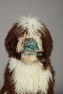Crufts 2013, nick ridley, stock images, KCPL, KCPL_Stock, March 2013, Spanish Water Dog