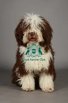 Crufts 2013, nick ridley, stock images, KCPL, KCPL_Stock, March 2013, Spanish Water Dog