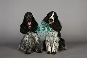 Crufts 2013, nick ridley, stock images, KCPL, KCPL_Stock, March 2013, Spaniel (English