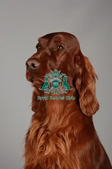 Crufts 2013, nick ridley, stock images, KCPL, KCPL_Stock, March 2013, Irish Setter
