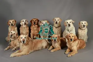 Crufts 2013, nick ridley, stock images, KCPL, KCPL_Stock, March 2013, Retriever (Golden)