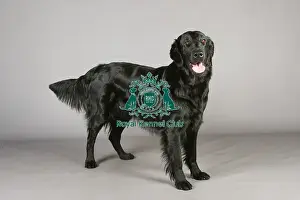 Crufts 2013, nick ridley, stock images, KCPL, KCPL_Stock, March 2013, Retriever