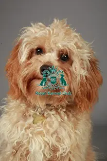 Crufts 2013 Prints: Crufts 2013, nick ridley, stock images, KCPL, KCPL_Stock, March 2013, Cross breed
