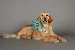 Crufts 2013, nick ridley, stock images, KCPL, KCPL_Stock, March 2013, Retriever (Golden)