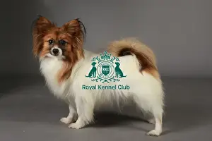 Crufts 2013, nick ridley, stock images, KCPL, KCPL_Stock, March 2013, papillon