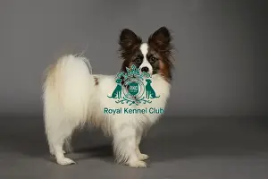 Crufts 2013, nick ridley, stock images, KCPL, KCPL_Stock, March 2013, papillon