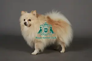 Crufts 2013, nick ridley, stock images, KCPL, KCPL_Stock, March 2013, pomeranian