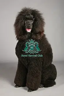 Crufts 2013, nick ridley, stock images, KCPL, KCPL_Stock, March 2013, poodle