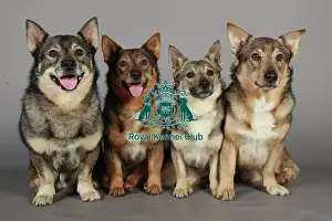 Crufts 2013, nick ridley, stock images, KCPL, KCPL_Stock, March 2013, swedish vallhund