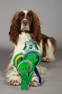 Crufts 2013, nick ridley, stock images, KCPL, KCPL_Stock, March 2013, Spaniel (English