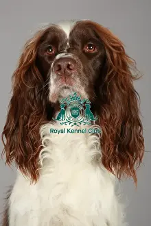 Crufts 2013, nick ridley, stock images, KCPL, KCPL_Stock, March 2013, Spaniel (English
