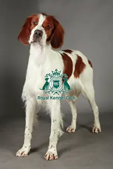 Crufts 2013, nick ridley, stock images, KCPL, KCPL_Stock, March 2013, Irish Red