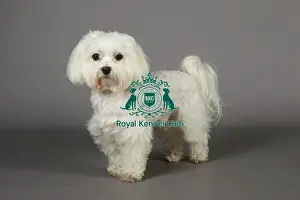 Crufts 2013, nick ridley, stock images, KCPL, KCPL_Stock, March 2013, Maltese