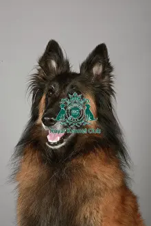 Crufts 2013, nick ridley, stock images, KCPL, KCPL_Stock, March 2013, Belgian Shepherd