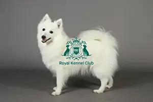 Crufts 2013, nick ridley, stock images, KCPL, KCPL_Stock, March 2013, japanese spitz
