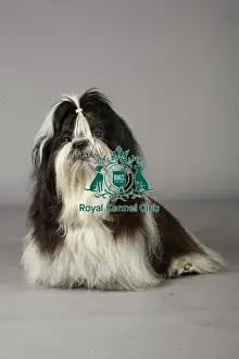 Crufts 2013, nick ridley, stock images, KCPL, KCPL_Stock, March 2013, shih tzu