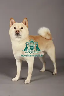 Crufts 2013, nick ridley, stock images, KCPL, KCPL_Stock, March 2013, japanese shiba inu