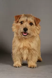 Trending: Crufts 2013, Norfolk Terrier, nick ridley, stock images, KCPL, March 2013, KCPL_Stock