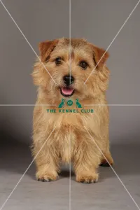 Crufts 2013, Norfolk Terrier, nick ridley, stock images, KCPL, March 2013, KCPL_Stock