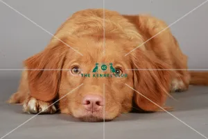 Crufts 2013, nova scotia duck toller, KCPL_Stock