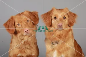 Crufts 2013, nova scotia duck toller, KCPL_Stock