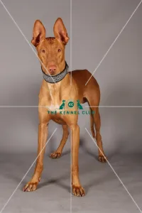 Crufts 2013, Pharoah Hound, nick ridley, stock images, KCPL, March 2013, KCPL_Stock