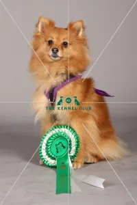 Crufts 2013, pomeranian, nick ridley, stock images, KCPL, March 2013, KCPL_Stock Crufts 2013, pomeranian, nick ridley, stock images, KCPL, March 2013, KCPL_Stock