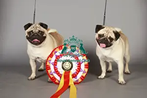 Crufts 2013 Prints: Crufts 2013, pug, Toy group, portrait, rosette, stock images, KCPL, nick ridley