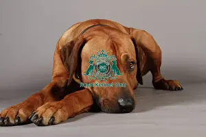 Crufts 2013, Rhodesian Ridgeback, nick ridley, stock images, KCPL, March 2013, KCPL_Stock
