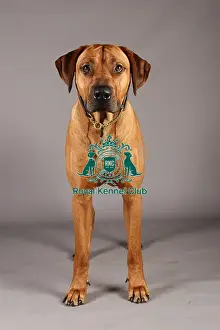 Crufts 2013 Prints: Crufts 2013, Rhodesian Ridgeback, nick ridley, stock images, KCPL, March 2013, KCPL_Stock