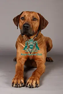 Crufts 2013 Prints: Crufts 2013, Rhodesian Ridgeback, nick ridley, stock images, KCPL, March 2013, KCPL_Stock