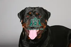 Crufts 2013, Rottweiler, working group, portrait, nick ridley, March 2013, stock images