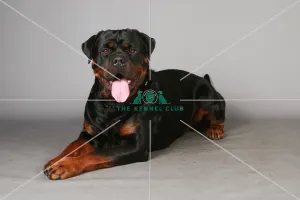 Crufts 2013, Rottweiler, working group, March 2013, portrait, nick ridley, stock images Crufts 2013, Rottweiler, working group, March 2013, portrait, nick ridley, stock images
