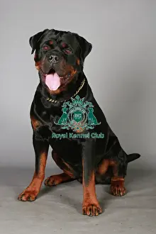 Crufts 2013 Prints: Crufts 2013, Rottweiler, working group, portrait, nick ridley, March 2013, stock images