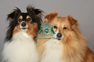 March 2013 Prints: Crufts 2013, Shetland Sheepdog, pastoral, portrait, nick ridley, March 2013, stock images