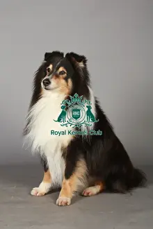 Crufts 2013, Shetland Sheepdog, pastoral, nick ridley, portrait, stock images, KCPL
