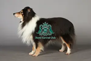 Crufts 2013, Shetland Sheepdog, KCPL_Stock