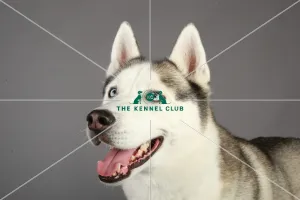 Crufts 2013, Siberian Husky, KCPL_Stock
