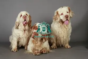 Crufts 2013 Prints: Crufts 2013, Spaniel (Clumber), gundog, March 2013, nick ridley, KCPL, KCPL_Stock