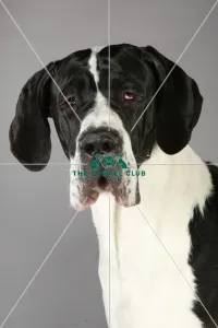 Crufts 2013, St Bernard, KCPL_Stock